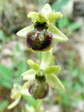 Early Spider Orchid (Ophrys sphegodes) - Castel de Cantobre G&icirc;tes, Aveyron, France