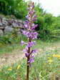Chalk fragrant orchid (Gymnadenia conopsea) - Castel de Cantobre G&icirc;tes, Aveyron, France