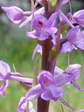 Chalk fragrant orchid (Gymnadenia conopsea) - Castel de Cantobre G&icirc;tes, Aveyron, France