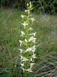 Lesser butterfly orchid (Platanthera bifolia) - Castel de Cantobre G&icirc;tes, Aveyron, France
