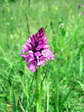 Pyramidal Orchid (Anacamptis pyramidalis) - Castel de Cantobre G&icirc;tes, Aveyron, France