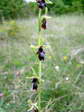 Fly Orchid (Ophrys insectifera) - Castel de Cantobre G&icirc;tes, Aveyron, France