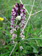Burnt-tip Orchid (Neotinea ustulata) - Castel de Cantobre G&icirc;tes, Aveyron, France