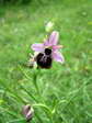 Aveyron Bee Orchid (Ophrys aveyronensis) - Castel de Cantobre G&icirc;tes, Aveyron, France
