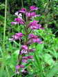 Hybrid Lady Orchid and Military Orchid (Orchis purpurea x Orchis militaris) - Castel de Cantobre G&icirc;tes, Aveyron, France
