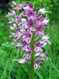 Military Orchid (Orchis militaris) - Castel de Cantobre G&icirc;tes, Aveyron, France