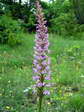 Marsh Fragrant Orchid (Gymnadenia densiflora) - Castel de Cantobre G&icirc;tes, Aveyron, France