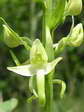 Lesser butterfly orchid (Platanthera bifolia) - Castel de Cantobre G&icirc;tes, Aveyron, France