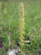 Man Orchid (Orchis anthropophora) - Castel de Cantobre G&icirc;tes, Aveyron, France