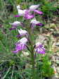 Military Orchid (Orchis militaris) - Castel de Cantobre G&icirc;tes, Aveyron, France