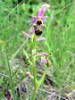 Woodcock Orchid (Ophrys scolopax) - Castel de Cantobre G&icirc;tes, Aveyron, France
