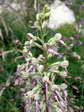 Lizard Orchid (Himantoglossum hircinum) - Castel de Cantobre G&icirc;tes, Aveyron, France