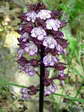 Lady Orchid (Orchis purpurea) - Castel de Cantobre G&icirc;tes, Aveyron, France