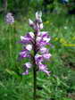 Military Orchid (Orchis militaris) - Castel de Cantobre G&icirc;tes, Aveyron, France