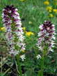 Burnt-tip Orchid (Neotinea ustulata) - Castel de Cantobre G&icirc;tes, Aveyron, France