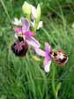 Aveyron Bee Orchid (Ophrys aveyronensis) - Castel de Cantobre G&icirc;tes, Aveyron, France