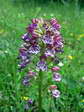 Lady Orchid (Orchis purpurea) - Castel de Cantobre G&icirc;tes, Aveyron, France