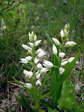 Sword-leaved or Narrow-leaved Helleborine (Cephalanthera longifolia) - Castel de Cantobre G&icirc;tes, Aveyron, France