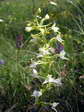 Lesser butterfly orchid (Platanthera bifolia) - Castel de Cantobre G&icirc;tes, Aveyron, France