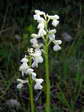 Green-winged or Green Veined Orchid Albino variety (Anacamptis morio) - Castel de Cantobre G&icirc;tes, Aveyron, France