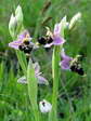 Woodcock Orchid (Ophrys scolopax) - Castel de Cantobre G&icirc;tes, Aveyron, France