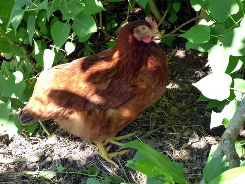 Ginger La Rousse