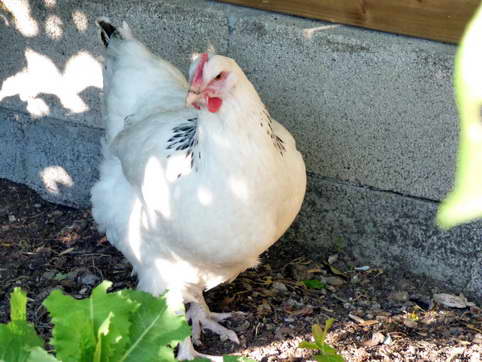 Bertha La Sussex