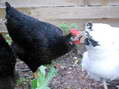 Marion showing Bertha who is boss - Castel de Cantobre G&icirc;tes, Aveyron, France