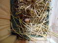 First egg - Castel de Cantobre G&icirc;tes, Aveyron, France