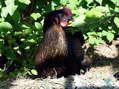 Marion (the boss) taking it easy - Castel de Cantobre G&icirc;tes, Aveyron, France