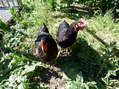 Emma and Marion - Castel de Cantobre G&icirc;tes, Aveyron, France