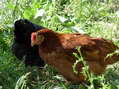 Ginger (3rd in pecking order) - Castel de Cantobre G&icirc;tes, Aveyron, France