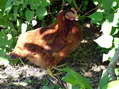Ginger (3rd in pecking order) - Castel de Cantobre G&icirc;tes, Aveyron, France