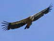 Griffon Vulture (Gyps fulvus) - Castel de Cantobre G&icirc;tes, Aveyron, France