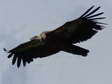 Griffon Vulture (Gyps fulvus) - Castel de Cantobre G&icirc;tes, Aveyron, France