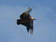 Griffon Vulture (Gyps fulvus) - Castel de Cantobre G&icirc;tes, Aveyron, France