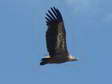 Griffon Vulture (Gyps fulvus) - Castel de Cantobre G&icirc;tes, Aveyron, France