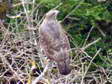 Common Buzzard (Buteo buteo) - Castel de Cantobre G&icirc;tes, Aveyron, France