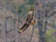 Common Buzzard (Buteo buteo) - Castel de Cantobre G&icirc;tes, Aveyron, France