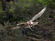 Short-toed (Snake) Eagle (Circaetus gallicus) - Castel de Cantobre G&icirc;tes, Aveyron, France