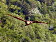 Golden Eagle (Aquila chrysaetos) - Castel de Cantobre G&icirc;tes, Aveyron, France