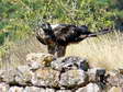 Bearded Vulture - Male (Larzac) - 2 months old juvenile (Gypaetus barbatus) - Castel de Cantobre G&icirc;tes, Aveyron, France