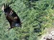 Bearded Vulture - Male (Larzac) - 2 months old juvenile (Gypaetus barbatus) - Castel de Cantobre G&icirc;tes, Aveyron, France