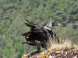 Bearded Vulture - Male (Larzac) - 2 months old juvenile (Gypaetus barbatus) - Castel de Cantobre G&icirc;tes, Aveyron, France