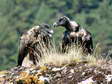 Bearded Vultures - Female & Male (Cazals & Larzac) - 2 months old juveniles (Gypaetus barbatus) - Castel de Cantobre G&icirc;tes, Aveyron, France
