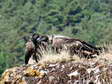 Bearded Vultures - Female & Male (Cazals & Larzac) - 2 months old juveniles (Gypaetus barbatus) - Castel de Cantobre G&icirc;tes, Aveyron, France