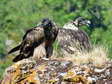 Bearded Vultures - Female & Male (Cazals & Larzac) - 2 months old juveniles (Gypaetus barbatus) - Castel de Cantobre G&icirc;tes, Aveyron, France