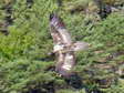 Bearded Vulture - Male (Larzac) - 2 months old juvenile (Gypaetus barbatus) - Castel de Cantobre G&icirc;tes, Aveyron, France
