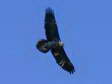 Bearded Vulture - Male (Larzac) - 2 months old juvenile (Gypaetus barbatus) - Castel de Cantobre G&icirc;tes, Aveyron, France