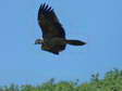 Bearded Vulture - Female (Cazals) - 2 months old juvenile (Gypaetus barbatus) - Castel de Cantobre G&icirc;tes, Aveyron, France